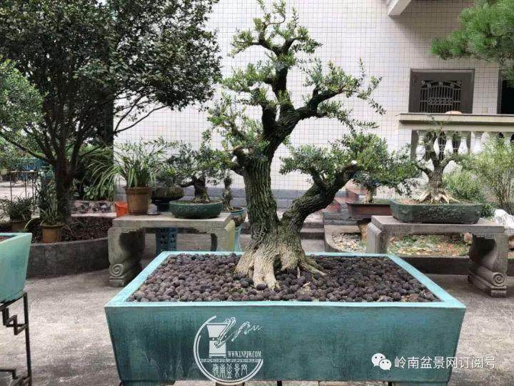 走访龙川盆协黄杨盆景篇——卧虎藏龙