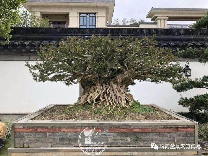 走访龙川盆协黄杨盆景篇——卧虎藏龙