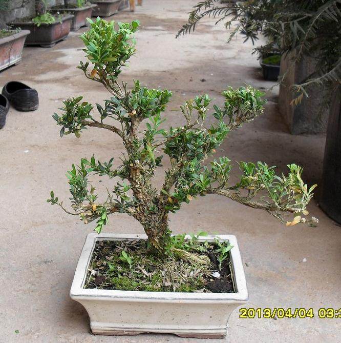 小叶黄杨盆景的制作方法和养护【图】