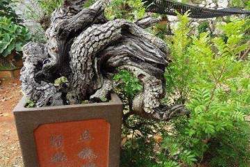 一盆创作周期长达16年的古桩蜡梅盆景