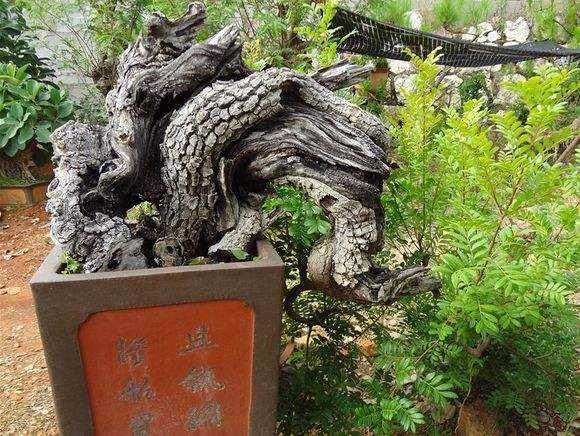 一盆创作周期长达16年的古桩蜡梅盆景