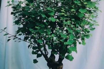 图解 一颗银杏盆景70年怎么制作的过程