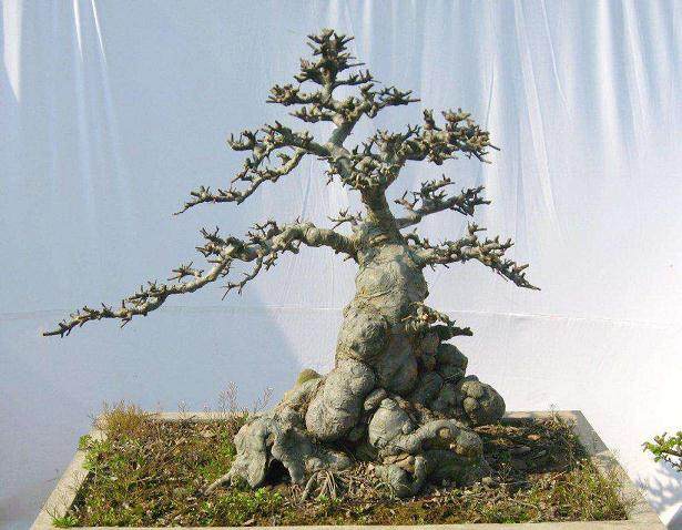 铝丝不拆 拆丝季节不适宜对盆景枝干的伤害