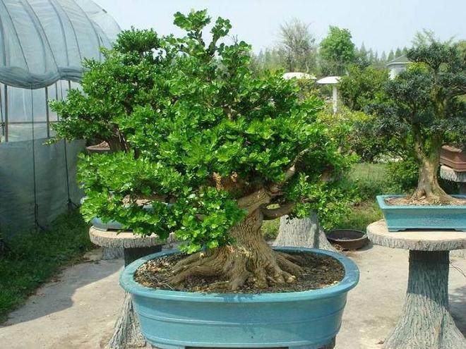 盆景迷张大伯想给G20献份礼 枯树根在他手里成了杭州美景