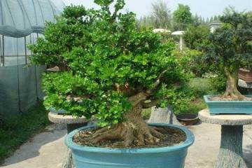 杭州 盆景迷张大伯想给G20献份礼