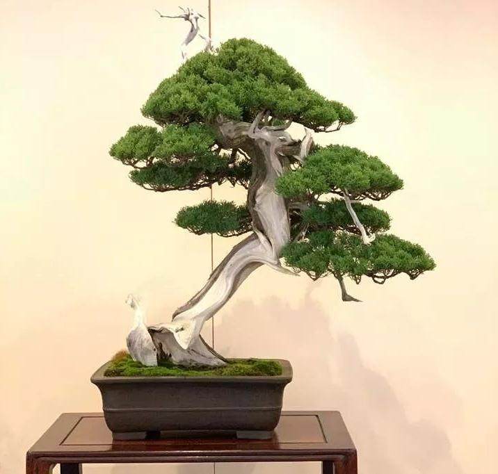 盆景设计需要根据树桩的生长特点下手