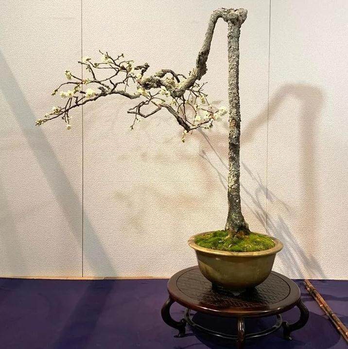 盆景设计需要根据树桩的生长特点下手