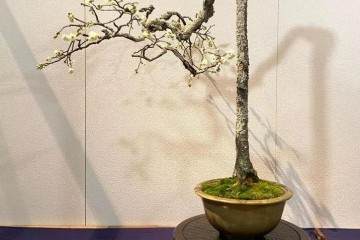 盆景设计需要根据树桩的生长特点下手