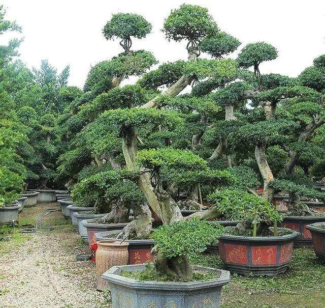 盆景制作的草图设计