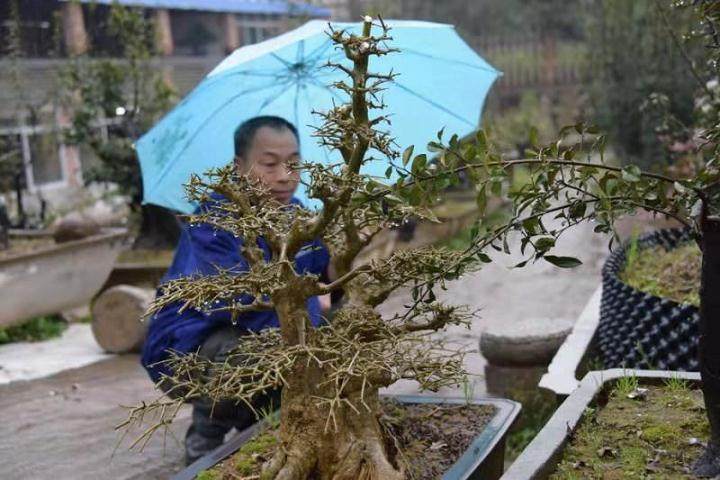 文化何必是丛林 也可精致如盆景