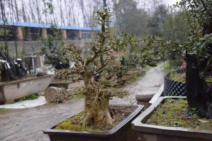 文化何必是丛林 也可精致如盆景