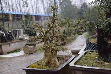 文化何必是丛林 也可精致如盆景