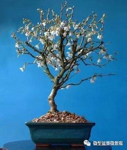 图解 樱桃落叶盆景的制作过程 21幅