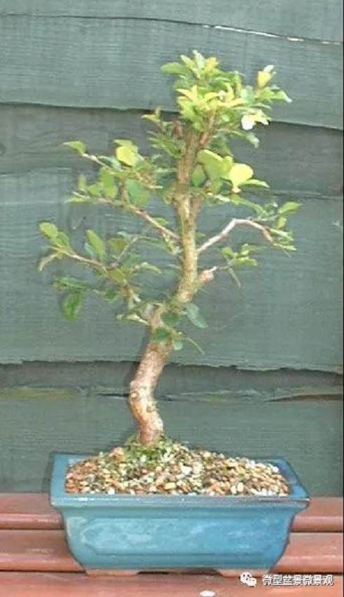 图解 樱桃落叶盆景的制作过程 21幅