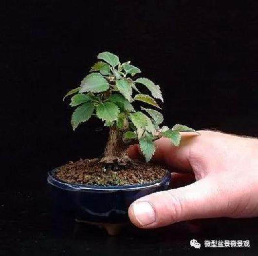 图解 樱桃落叶盆景的制作过程 21幅