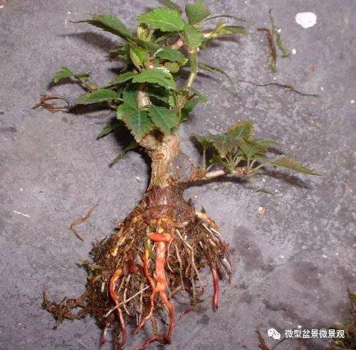 图解 樱桃落叶盆景的制作过程 21幅