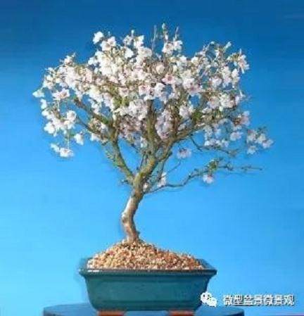 图解 樱桃落叶盆景的制作过程 21幅