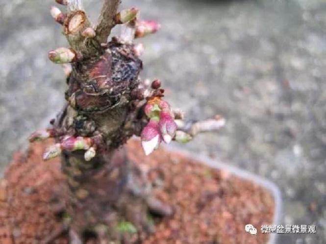 图解 樱桃落叶盆景的制作过程 21幅