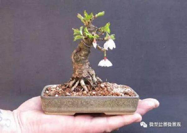 图解 樱桃落叶盆景的制作过程 21幅