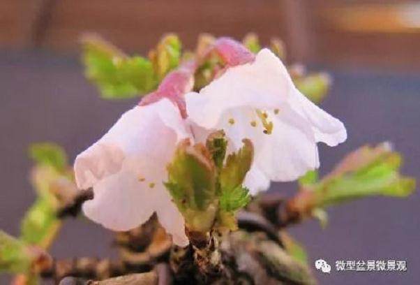 图解 樱桃落叶盆景的制作过程 21幅