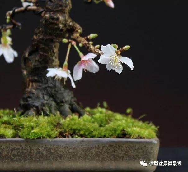 图解 樱桃落叶盆景的制作过程 21幅