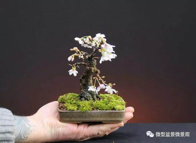 图解 樱桃落叶盆景的制作过程 21幅