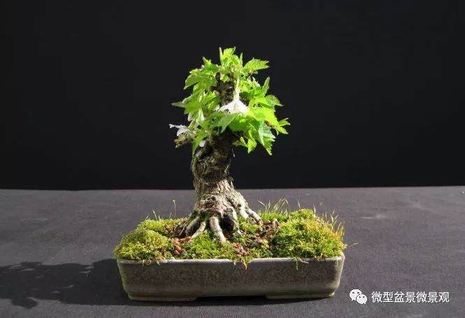 图解 樱桃落叶盆景的制作过程 21幅