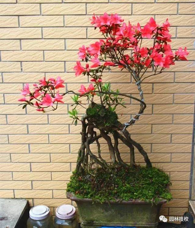映山红盆景的种植与造型