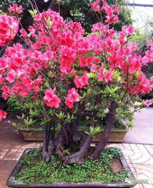 映山红盆景的种植与造型