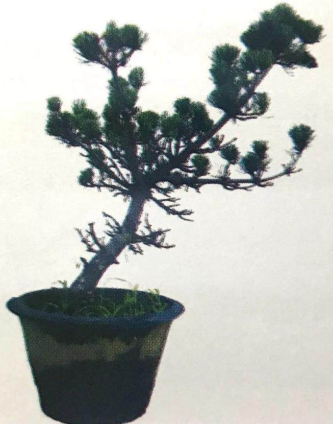 图解 大阪五针松盆景怎么制作的35个过程