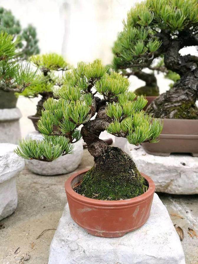 图解 大阪五针松盆景怎么制作的35个过程