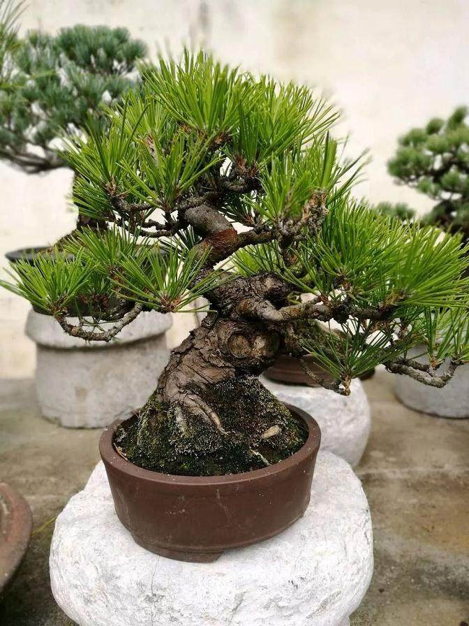 图解 大阪五针松盆景怎么制作的35个过程