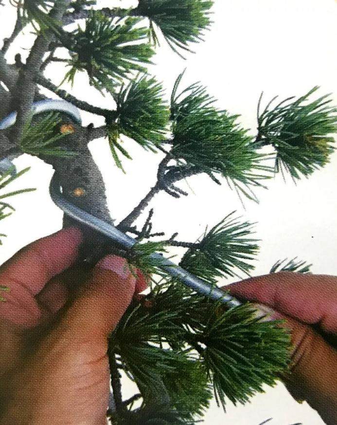 图解 大阪五针松盆景怎么制作的35个过程