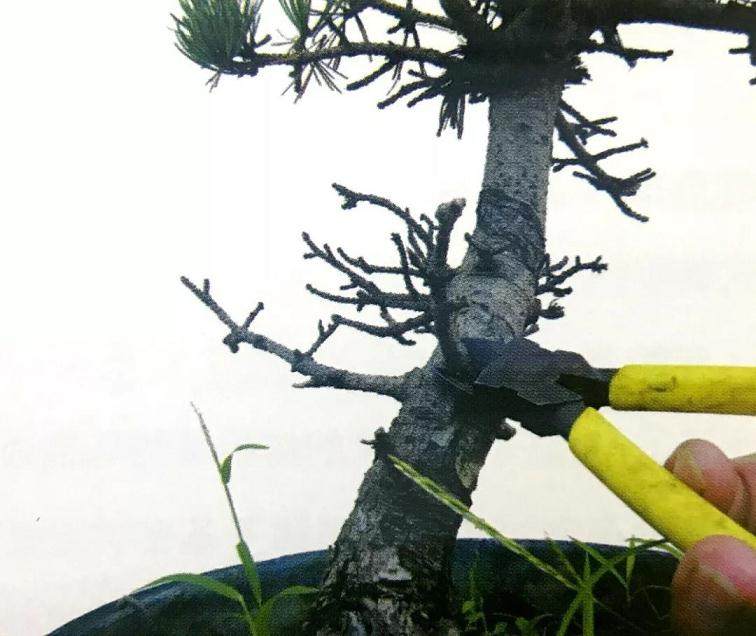 图解 大阪五针松盆景怎么制作的35个过程