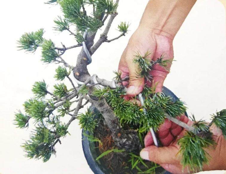 图解 大阪五针松盆景怎么制作的35个过程