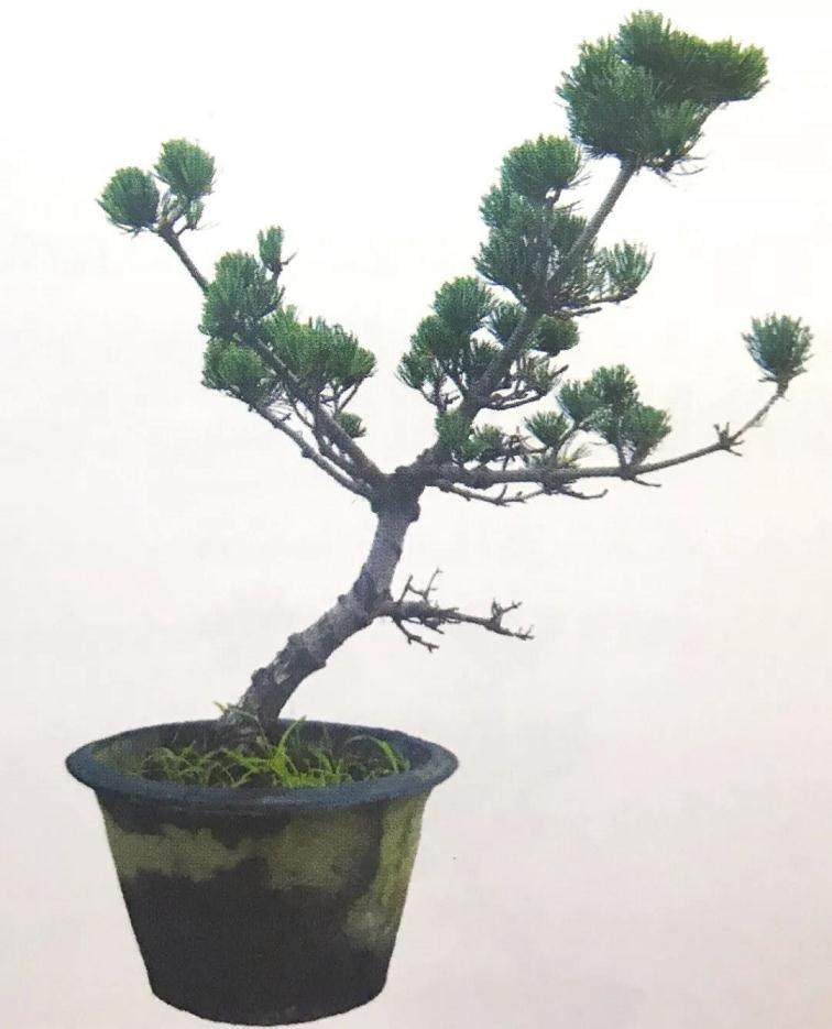图解 大阪五针松盆景怎么制作的35个过程