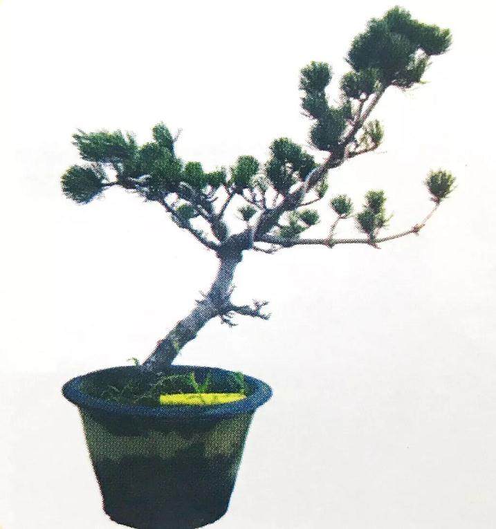 图解 大阪五针松盆景怎么制作的35个过程