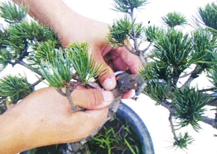 图解 大阪五针松盆景怎么制作的35个过程