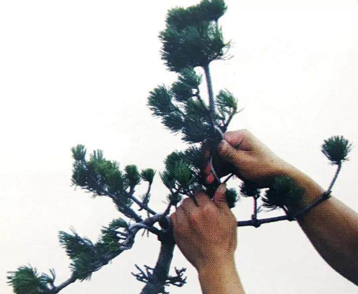 图解 大阪五针松盆景怎么制作的35个过程