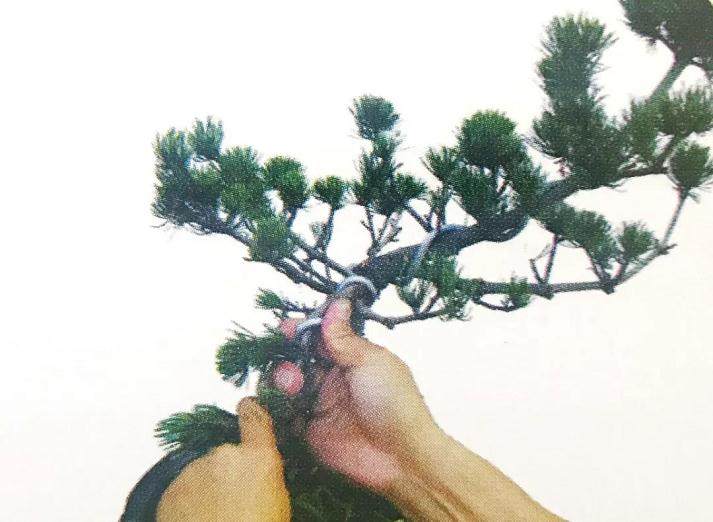 图解 大阪五针松盆景怎么制作的35个过程