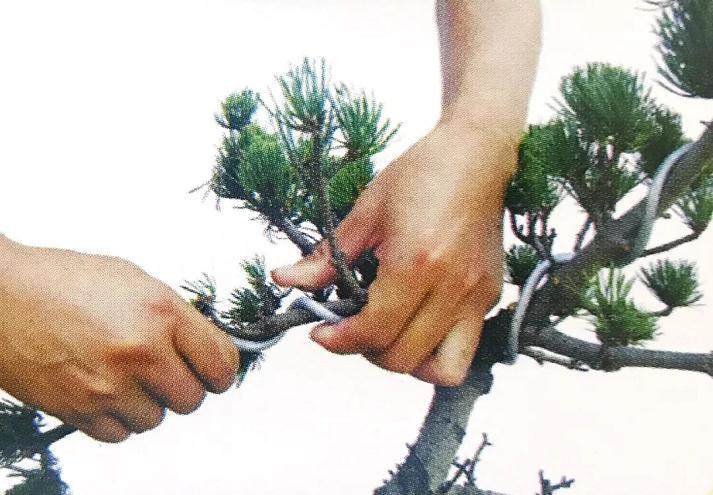 图解 大阪五针松盆景怎么制作的35个过程