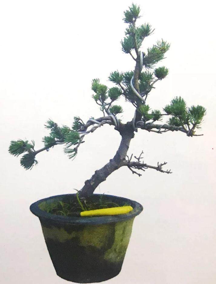 图解 大阪五针松盆景怎么制作的35个过程