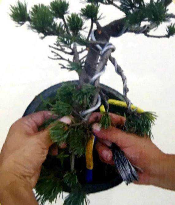 图解 大阪五针松盆景怎么制作的35个过程