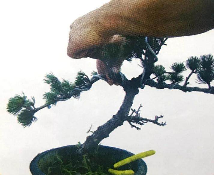 图解 大阪五针松盆景怎么制作的35个过程