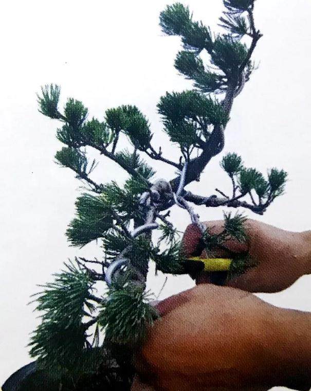 图解 大阪五针松盆景怎么制作的35个过程