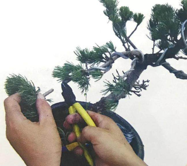 图解 大阪五针松盆景怎么制作的35个过程