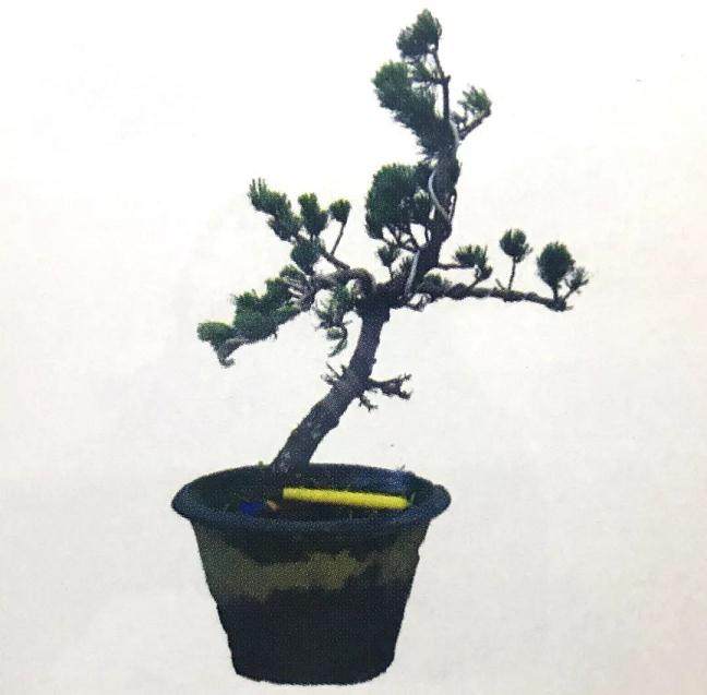 图解 大阪五针松盆景怎么制作的35个过程