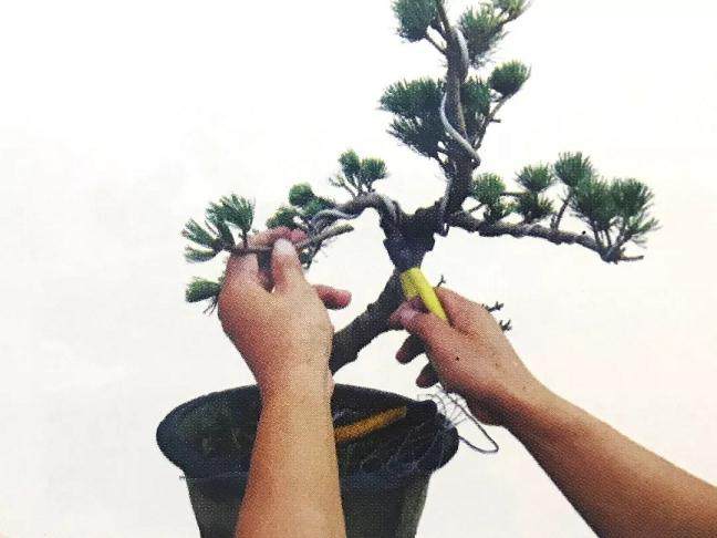 图解 大阪五针松盆景怎么制作的35个过程