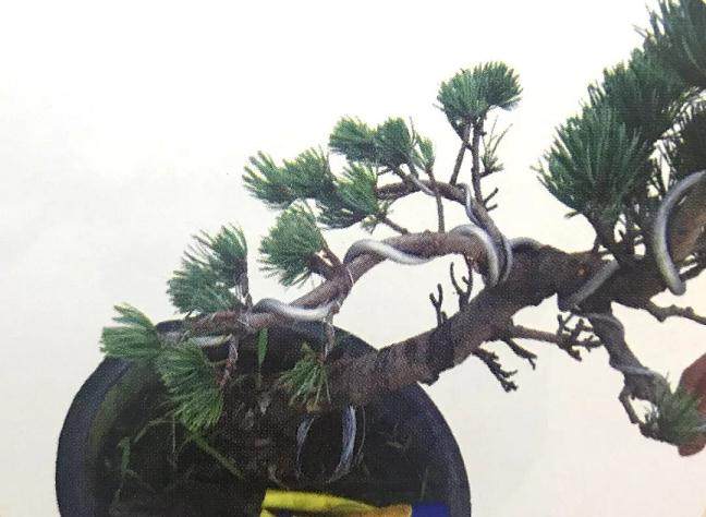 图解 大阪五针松盆景怎么制作的35个过程