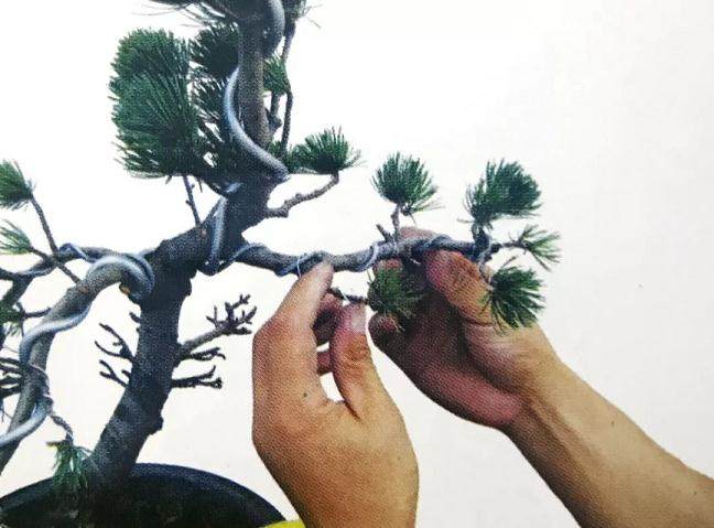 图解 大阪五针松盆景怎么制作的35个过程